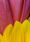 USA, Indiana, Carmel. Close-up of pink and yellow flower petals. Art Print